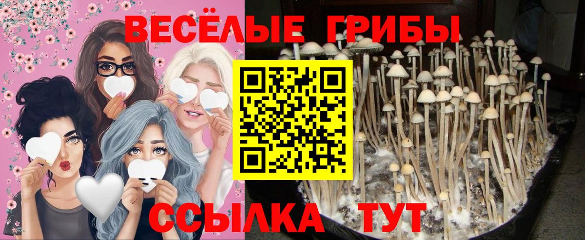 Псилоцибиновые грибы MAGIC MUSHROOMS Азнакаево